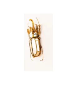 Ozdoba ścienna BEETLE 28 cm x 37 cm