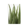 Sztuczna roślina ALOES 69 cm