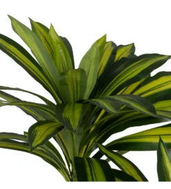 Sztuczna roślina drzewo DRACAENA 200 cm