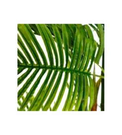 Sztuczna roślina PALMERA 170 cm
